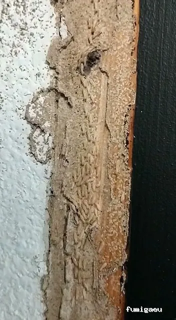 LAJARA Control de Plagas