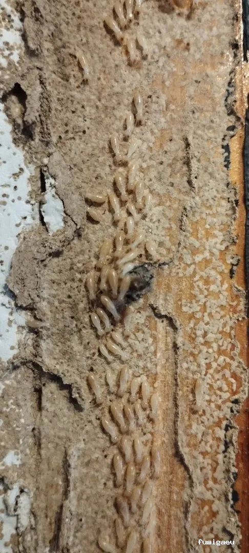 LAJARA Control de Plagas