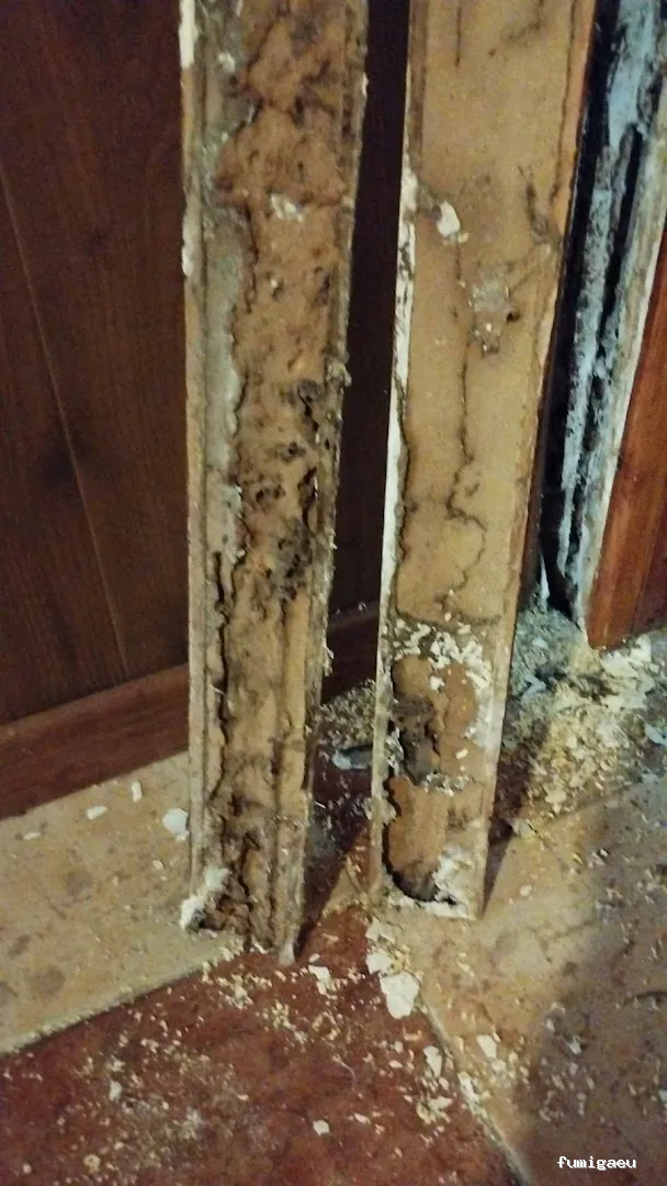 LAJARA Control de Plagas