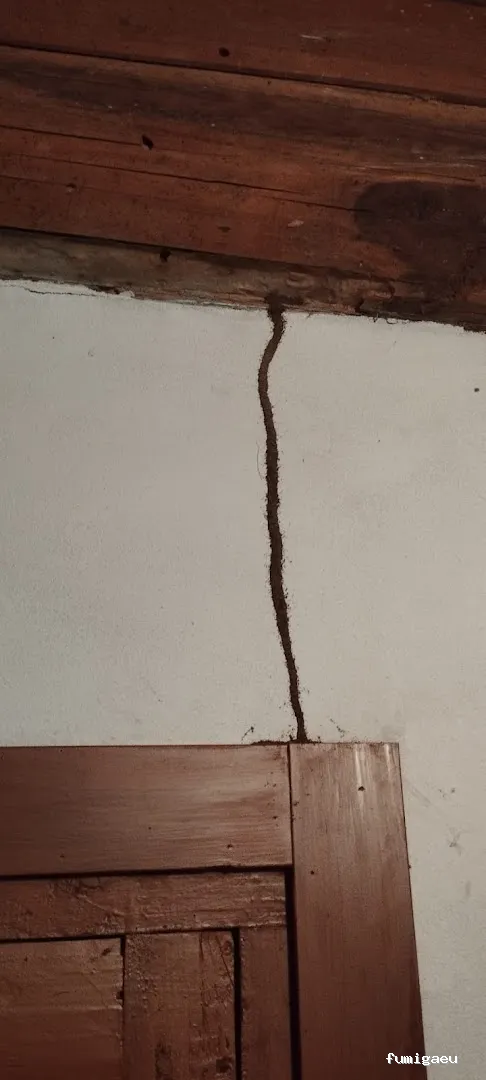 LAJARA Control de Plagas