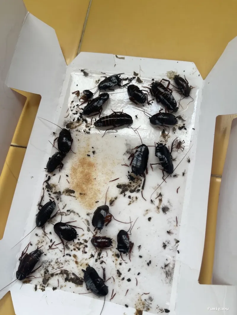 TNGS - Control de Plagas