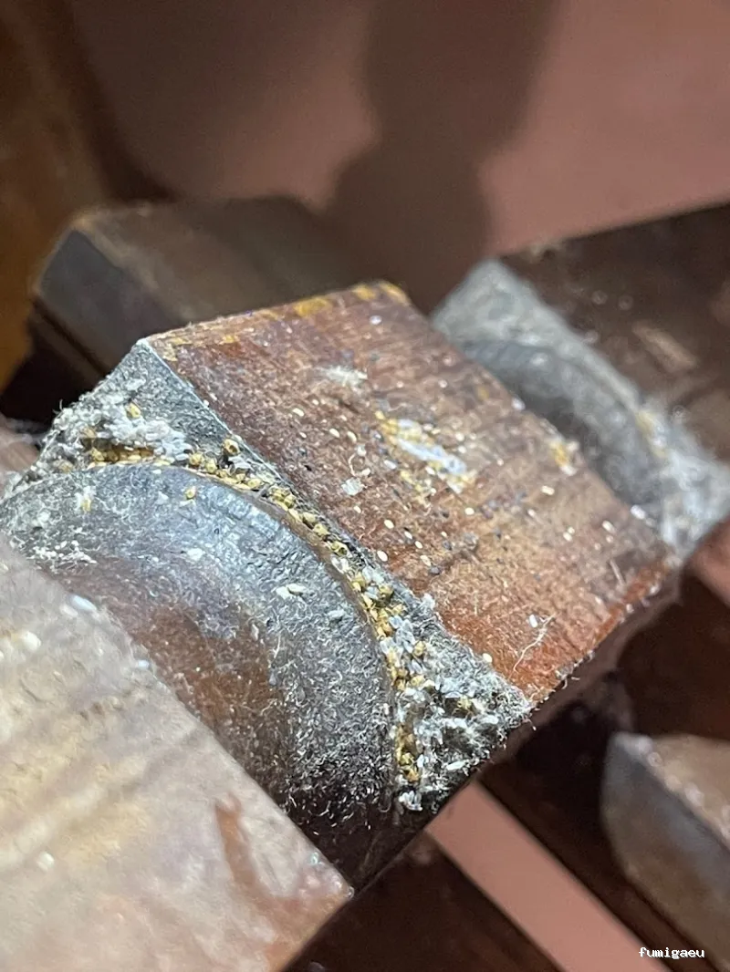 TNGS - Control de Plagas