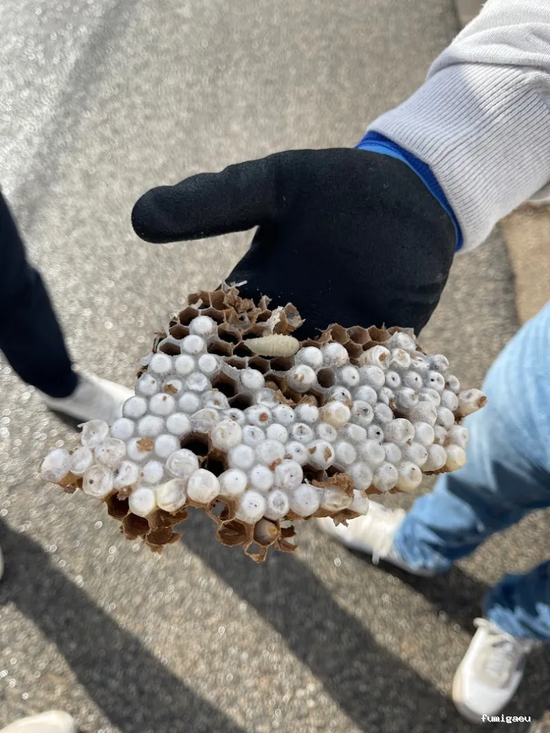 TNGS - Control de Plagas