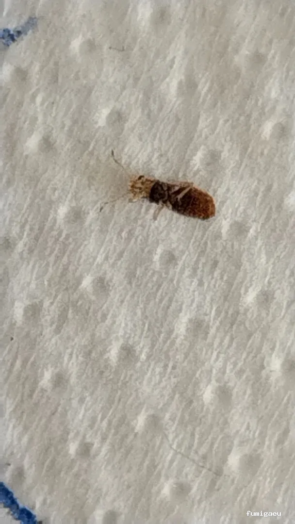 TNGS - Control de Plagas