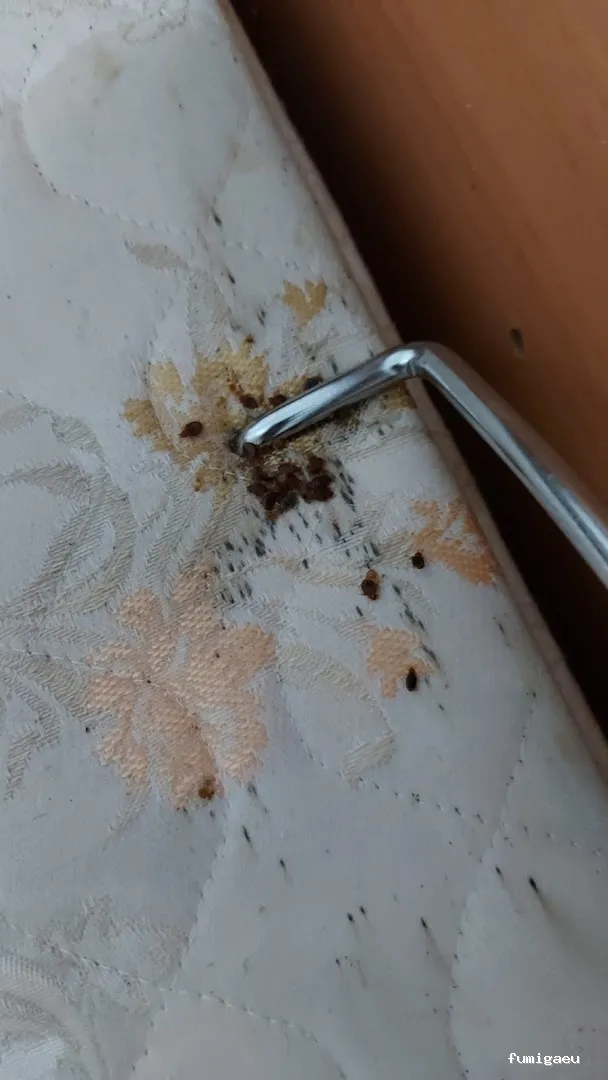 TNGS - Control de Plagas