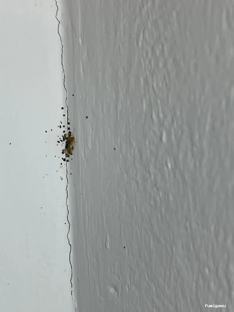 TNGS - Control de Plagas