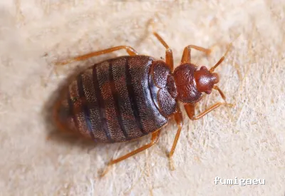 Posidonia Sanidad Ambiental Ibiza y Formentera
