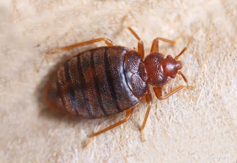 Posidonia Sanidad Ambiental Ibiza y Formentera