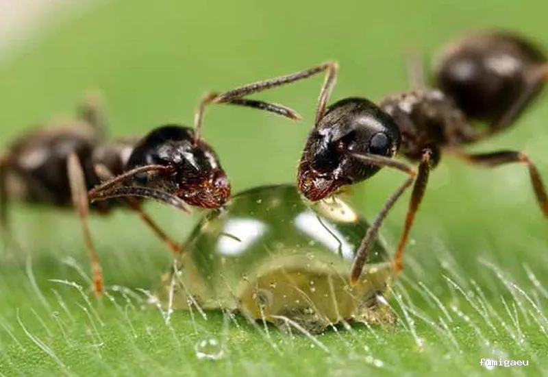 Posidonia Sanidad Ambiental Ibiza y Formentera