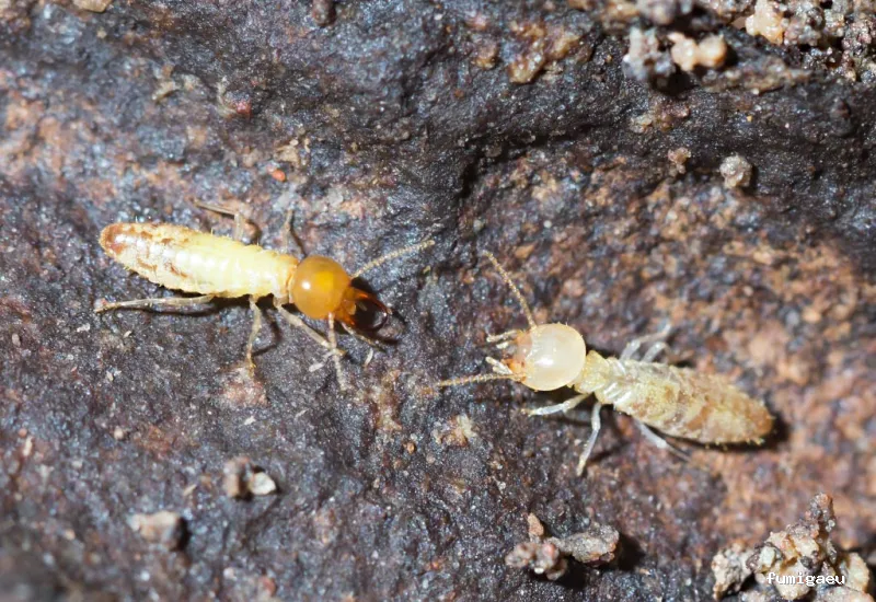 Posidonia Sanidad Ambiental Ibiza y Formentera