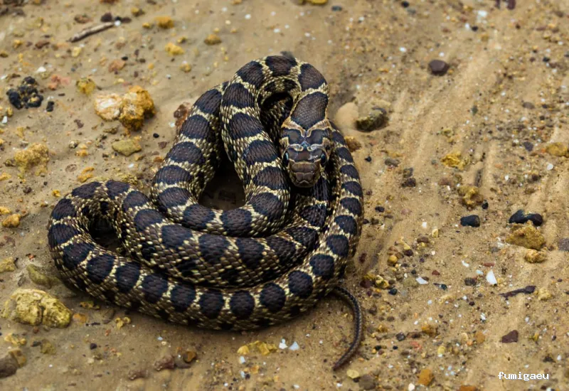 Posidonia Sanidad Ambiental Ibiza y Formentera