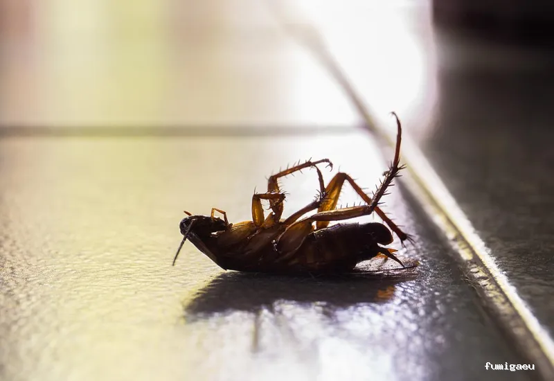 Posidonia Sanidad Ambiental Ibiza y Formentera