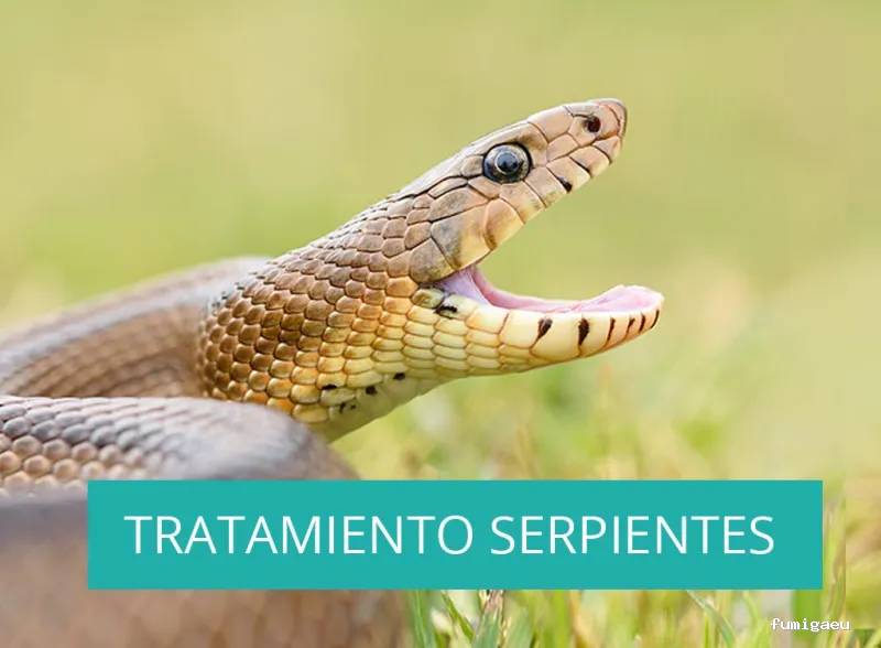 Posidonia Sanidad Ambiental Ibiza y Formentera