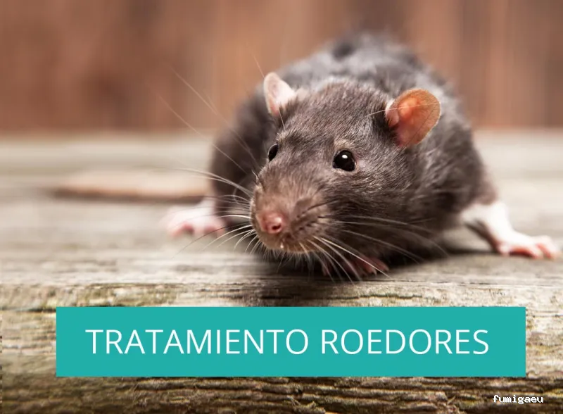 Posidonia Sanidad Ambiental Ibiza y Formentera