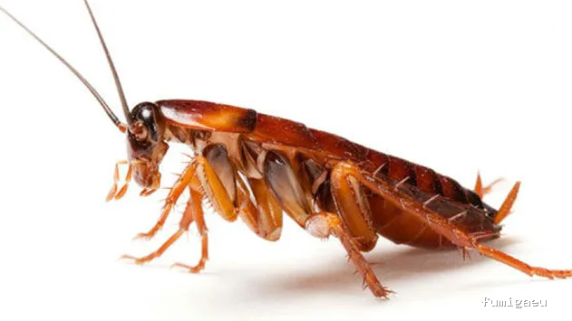 Adamar Control de Plagas