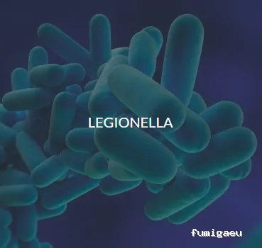 Quijote El Hidalgo SL