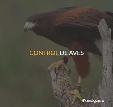 Quijote El Hidalgo SL