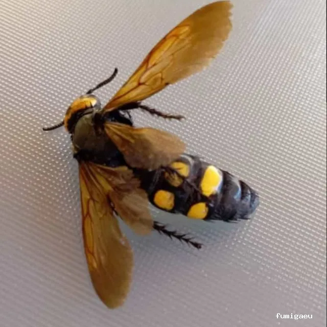 El FUMIGADOR® CONTROL DE PLAGAS CORDOBA