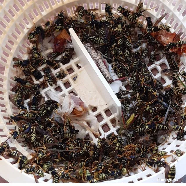 El FUMIGADOR® CONTROL DE PLAGAS CORDOBA