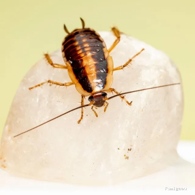 El FUMIGADOR® CONTROL DE PLAGAS CORDOBA