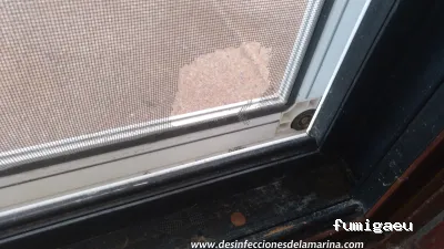 Desinfecciones de la Marina