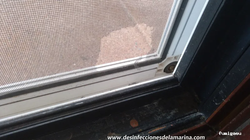 Desinfecciones de la Marina