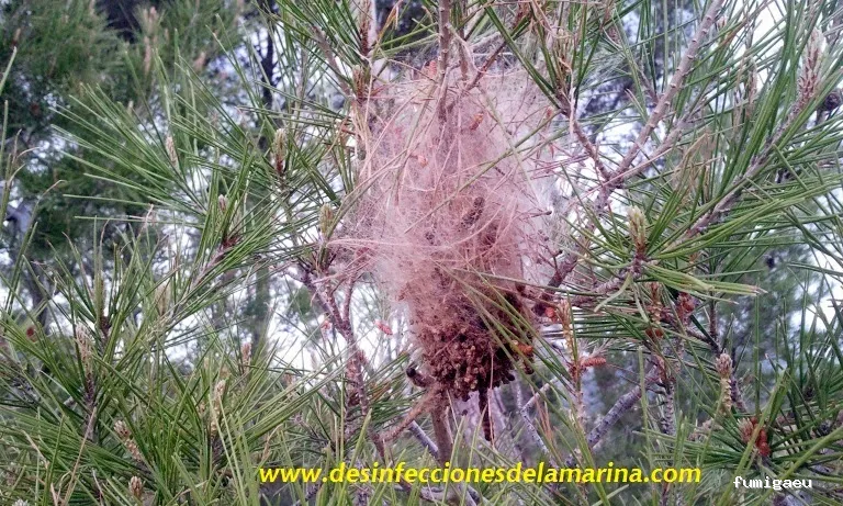 Desinfecciones de la Marina