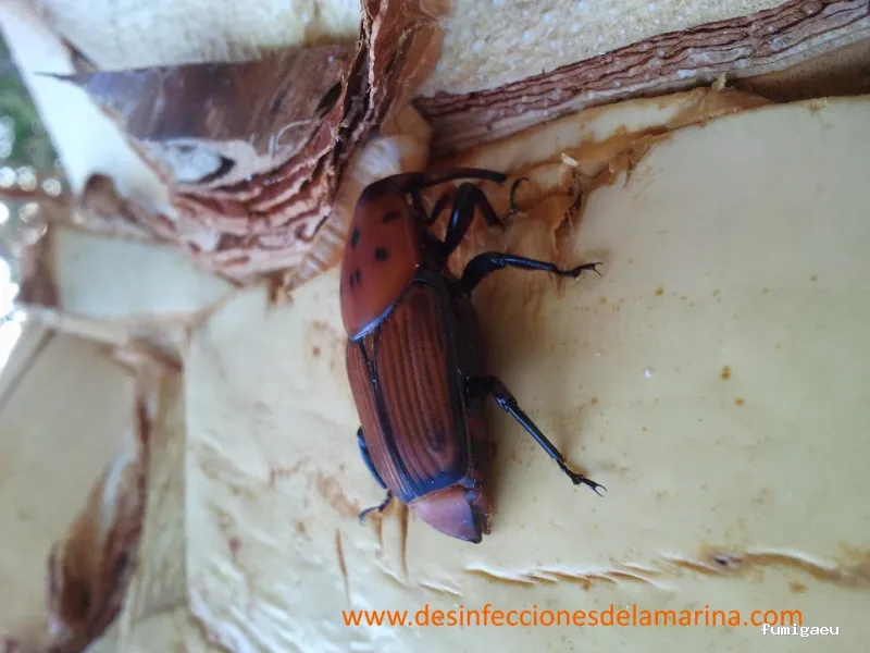 Desinfecciones de la Marina