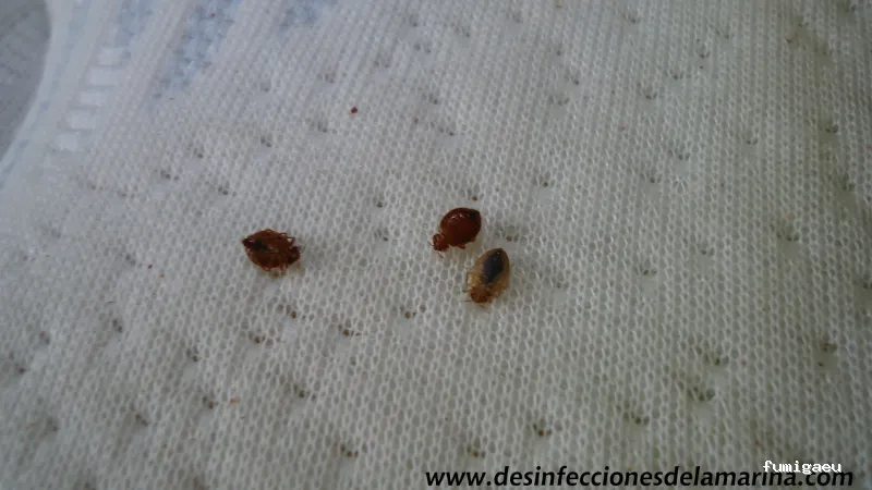 Desinfecciones de la Marina