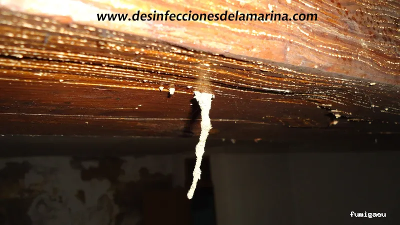 Desinfecciones de la Marina