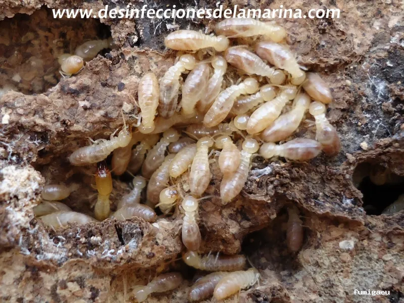 Desinfecciones de la Marina