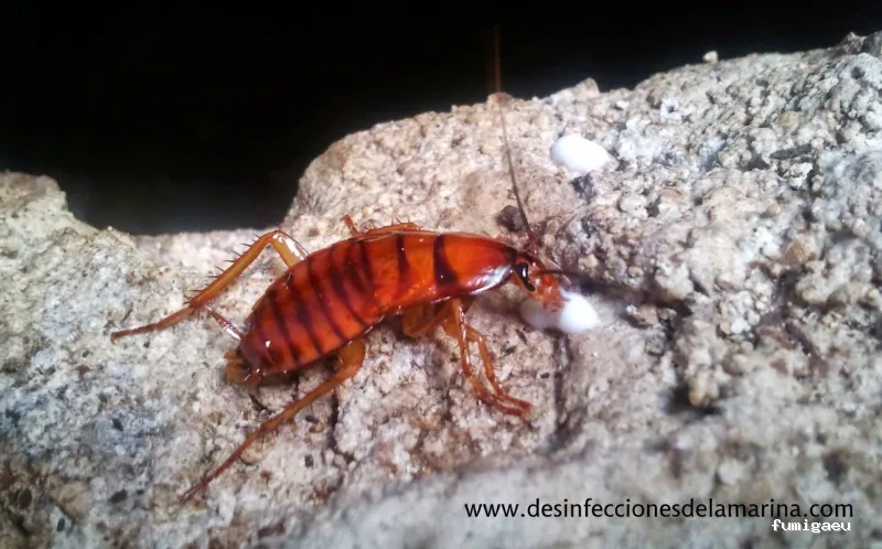 Desinfecciones de la Marina