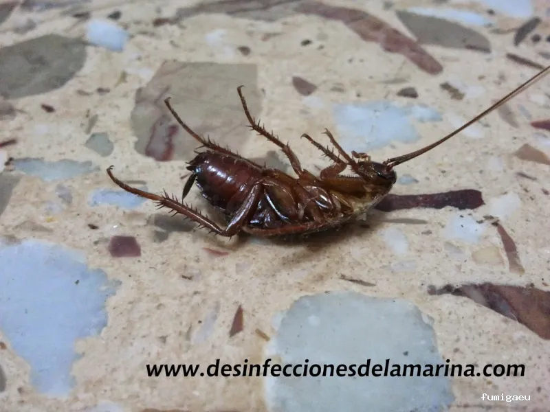 Desinfecciones de la Marina