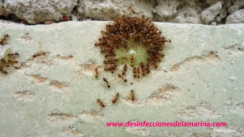 Desinfecciones de la Marina