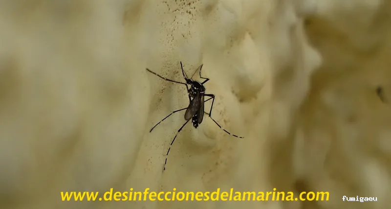 Desinfecciones de la Marina