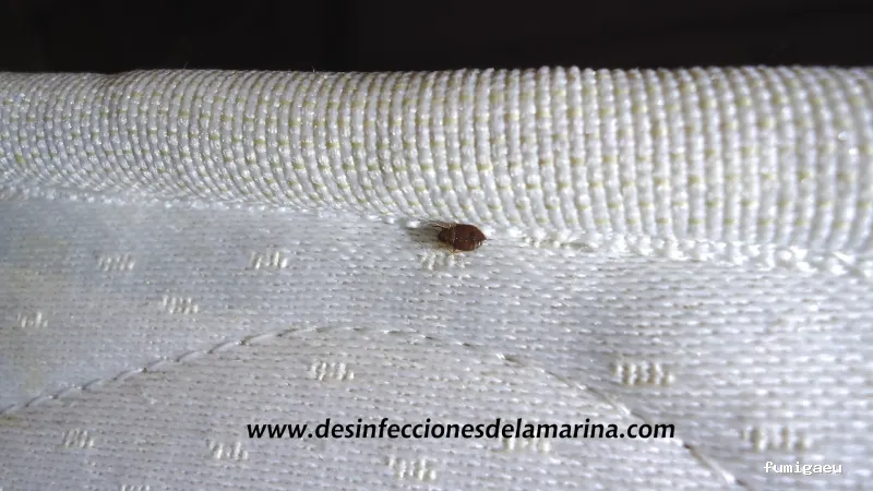 Desinfecciones de la Marina