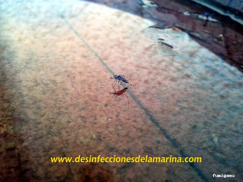 Desinfecciones de la Marina