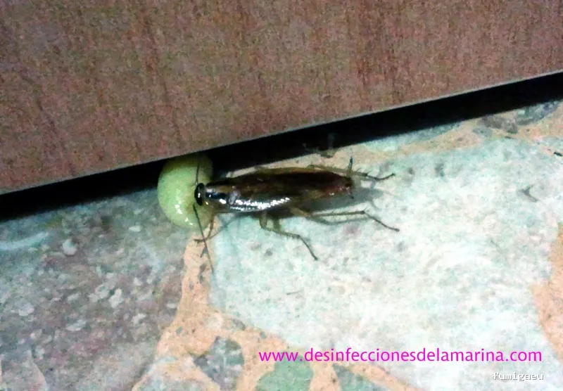 Desinfecciones de la Marina