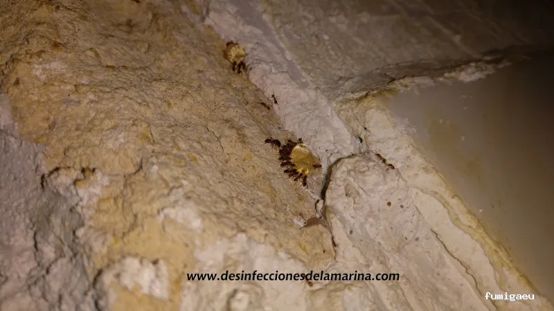 Desinfecciones de la Marina