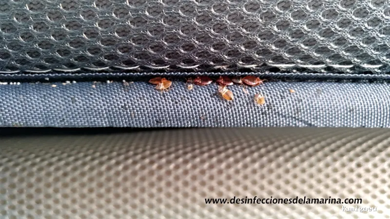 Desinfecciones de la Marina