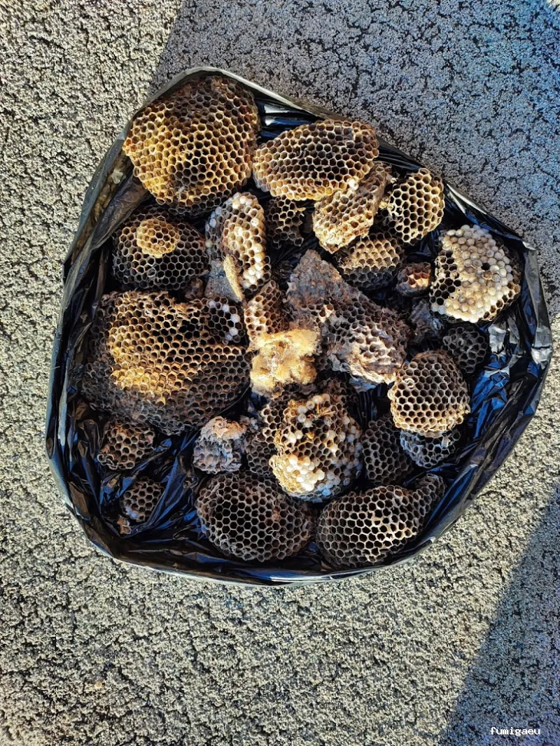 Econature Sanidad Ambiental y Control de Plagas Valencia