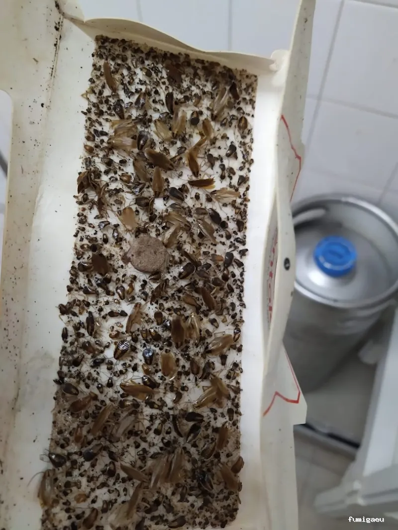 Econature Sanidad Ambiental y Control de Plagas Valencia