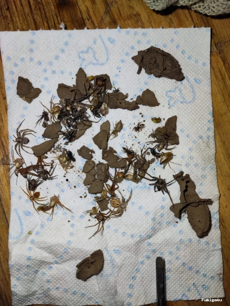 Econature Sanidad Ambiental y Control de Plagas Valencia