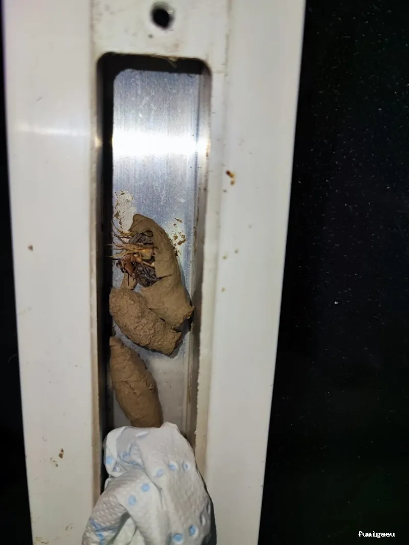 Econature Sanidad Ambiental y Control de Plagas Valencia