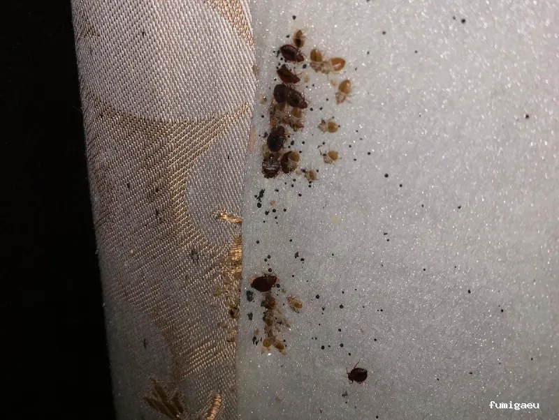 Kisal Sanidad Ambiental