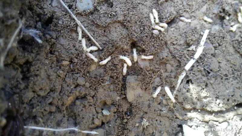 Kisal Sanidad Ambiental