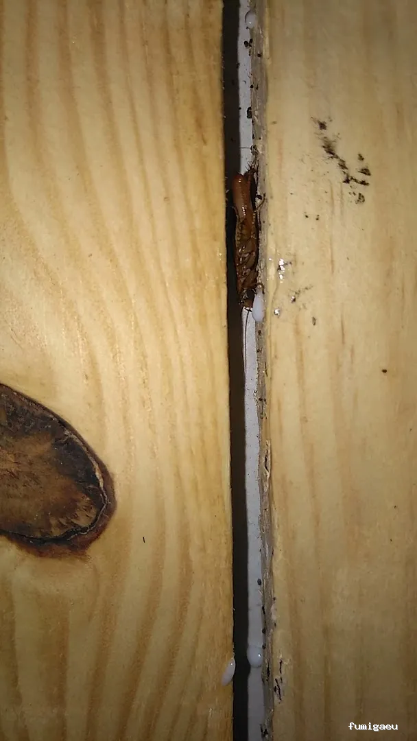 Kisal Sanidad Ambiental