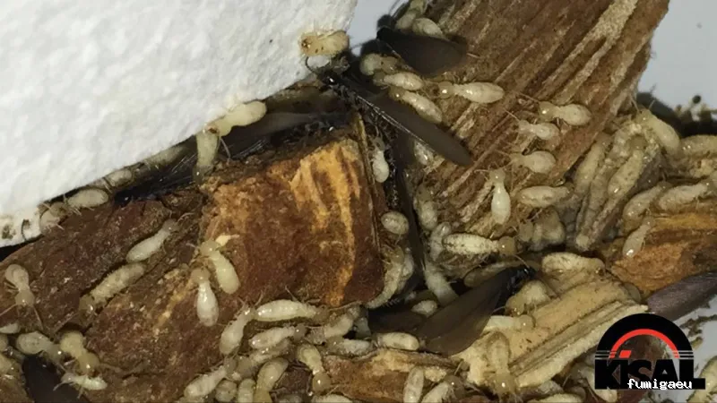 Kisal Sanidad Ambiental