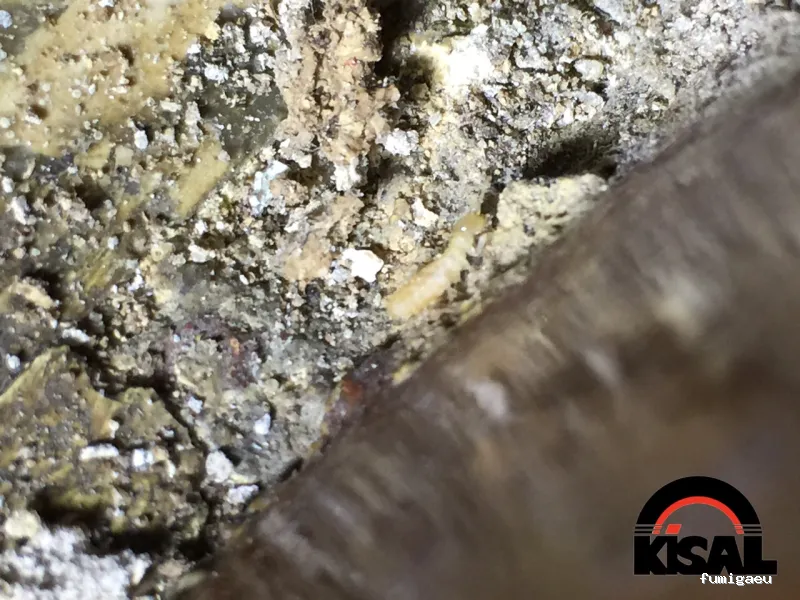 Kisal Sanidad Ambiental