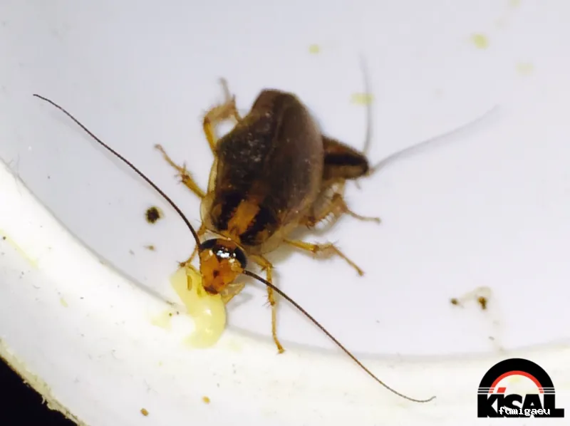 Kisal Sanidad Ambiental